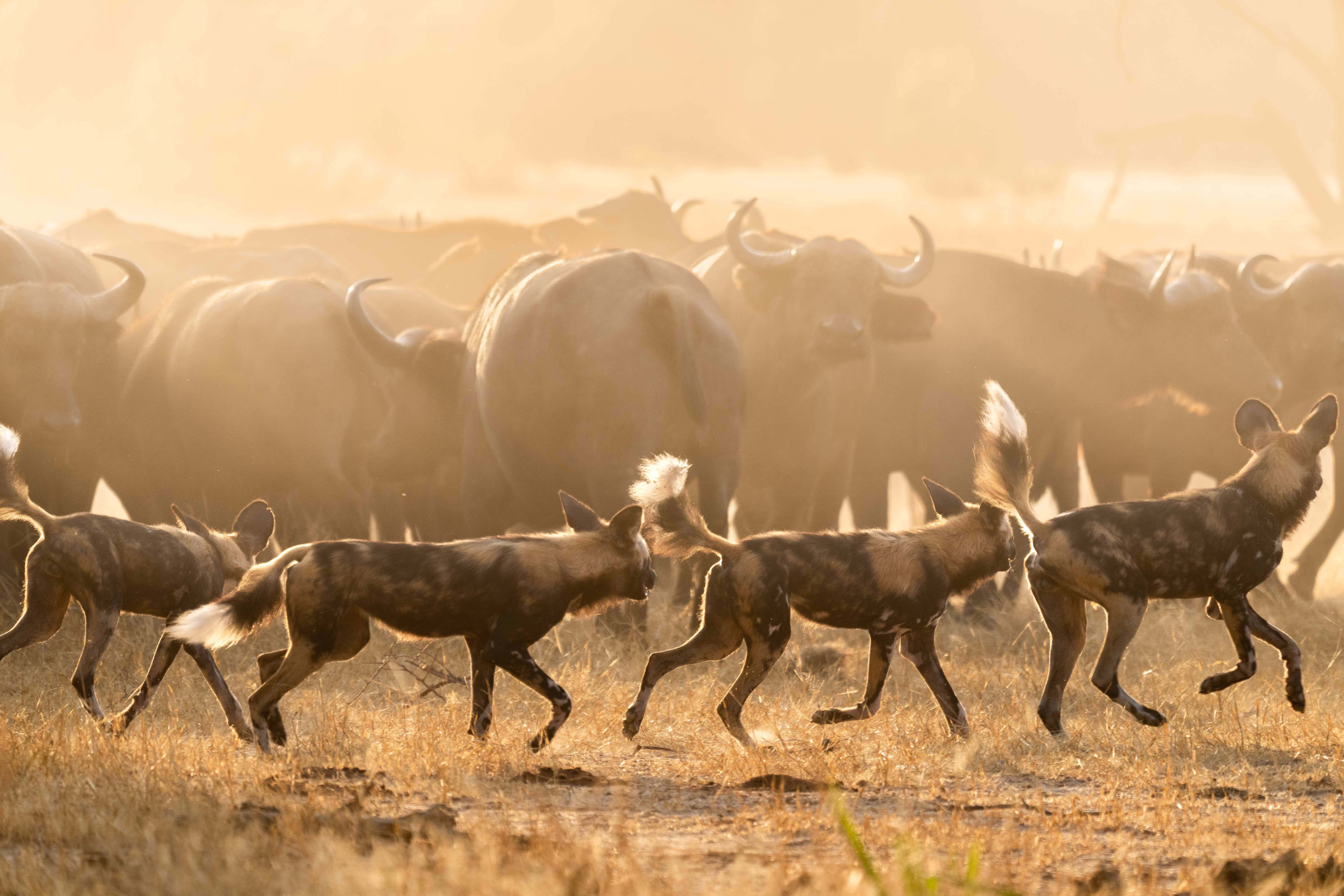 Why go on a Luxury Safari Zambia